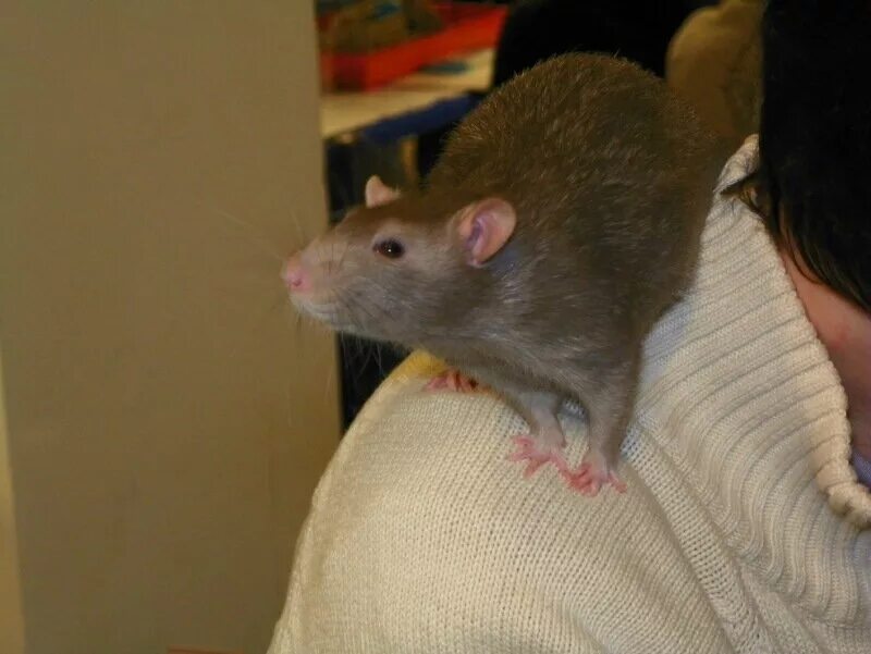 Декоративная крыса дамбо. Крыса дамбо большая. Декоративные крысы. Крысы дамбо крысята. Крупная домашняя крыса.