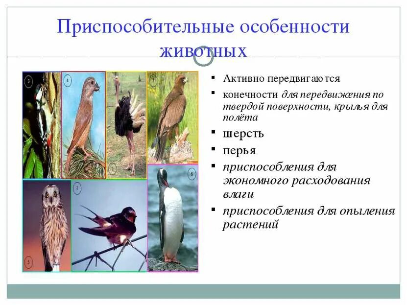 Приспособление организмов к окружающей среде таблица. Приспособленность организмов к наземно-воздушной среде. Системы по степени приспособленности к среде. Приспособление организмов к среде обитания. Приспособительные свойства организмов.