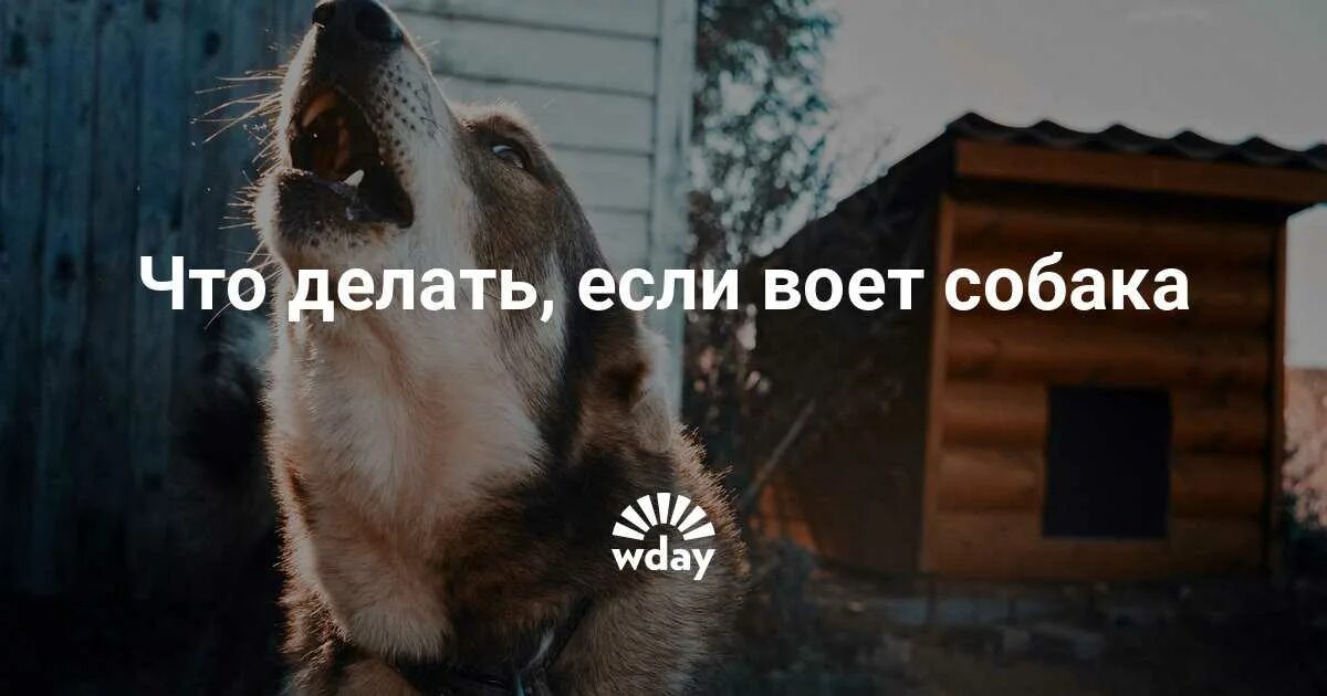 Когда собака воет к чему. К чему воет собака. Почему собаки воют. Причина воет собака. Когда собака воет к чему.