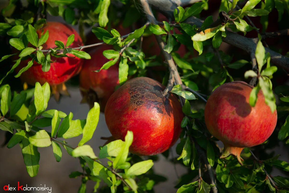 Гранатовый сад израиль. Гранатовые сады капельный. Гранат обыкновенный дерево. Фруктовый сад гранат шиповник. Сад гранат.