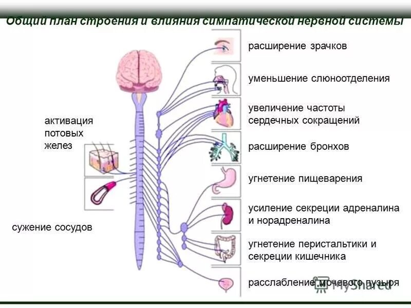 Влияние раздражения симпатических нервов на мускулатуру бронхов. Влияние раздражения блуждающих. Регуляция просвета дыхательных путей. Кровоснабжение и иннервация легких. Иннервация сердца вегетативная нервная система.
