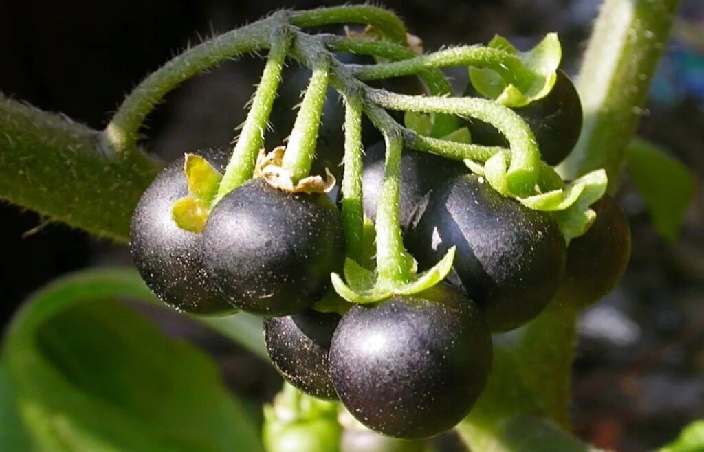Ягода паслен черный. Паслён чёрный ядовитый. Паслен черный (Solanum nigrum). Паслен Китагавы. Паслен черный представители