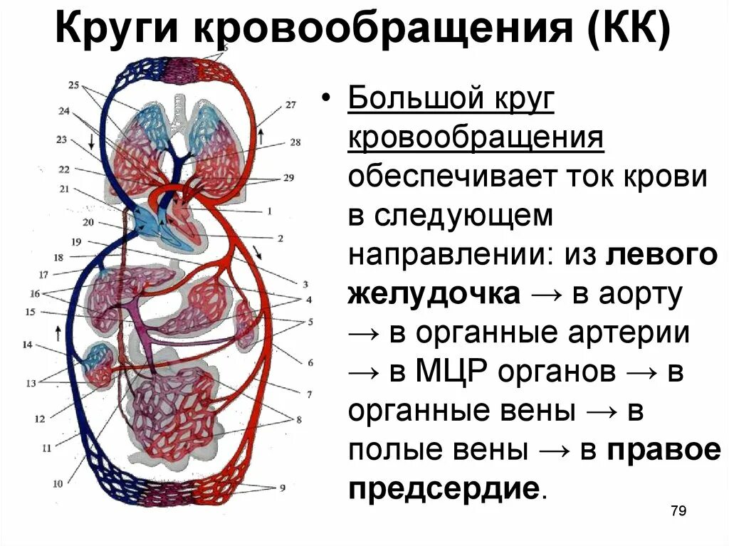 Кровообращение человека последовательность. Кровеносная система малый круг кровообращения. Структура малого круга кровообращения анатомия. Схема сердца человека и круги кровообращения. Сердце человека малый круг кровообращения.