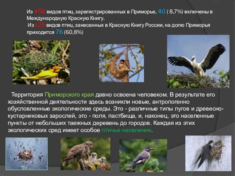Приморский край назван в честь животного. Животные и растения приморского края занесенные в красную книгу. Рассказ о красоте животных приморского края. Животные красной книги приморского края. Сихотэ алинь приморский край.