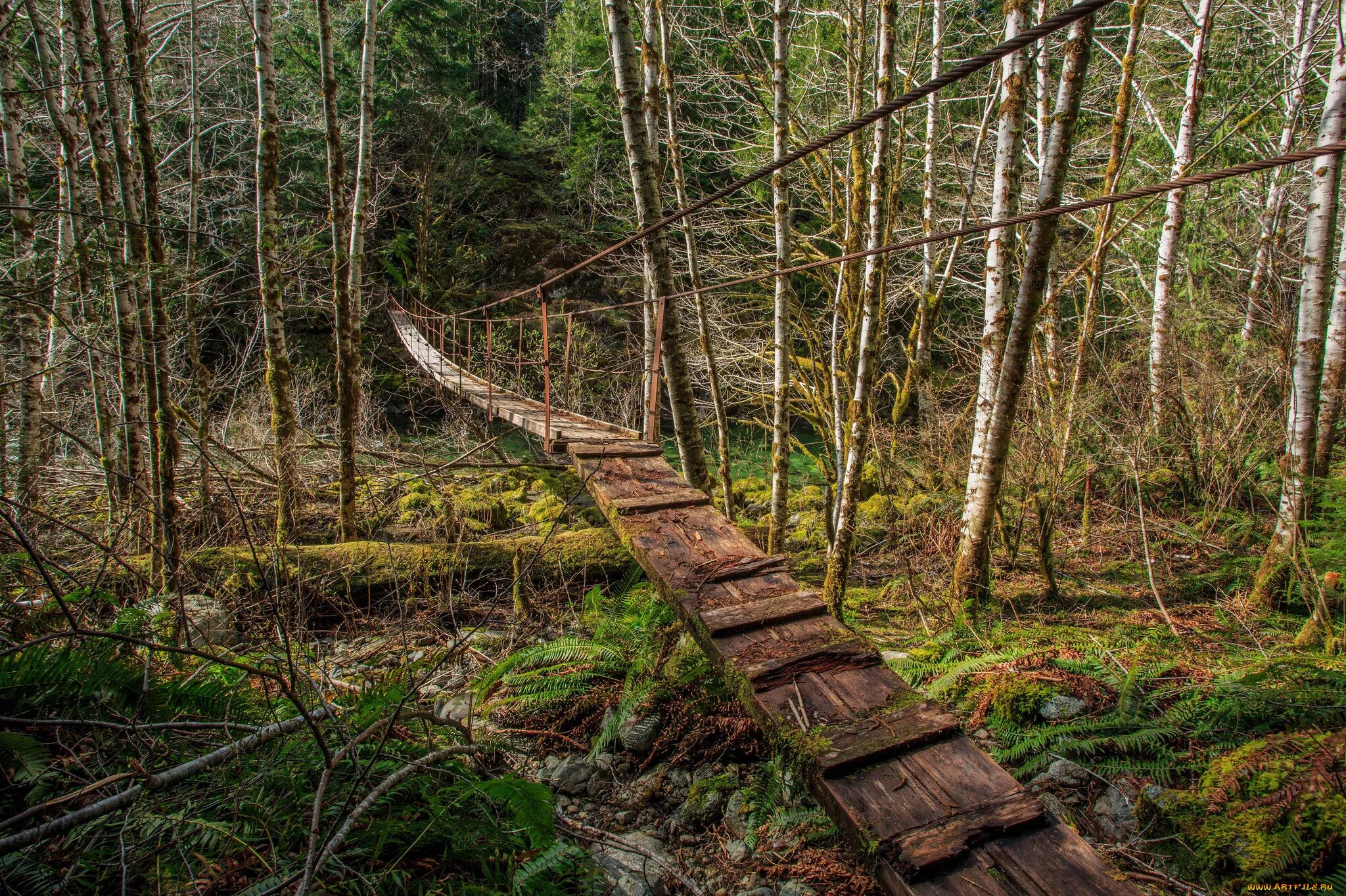 Заросший овраг. Тропа уильяма валласа. Заброшенная лесная тропинка. Глубина тропа. Глубина тропа.