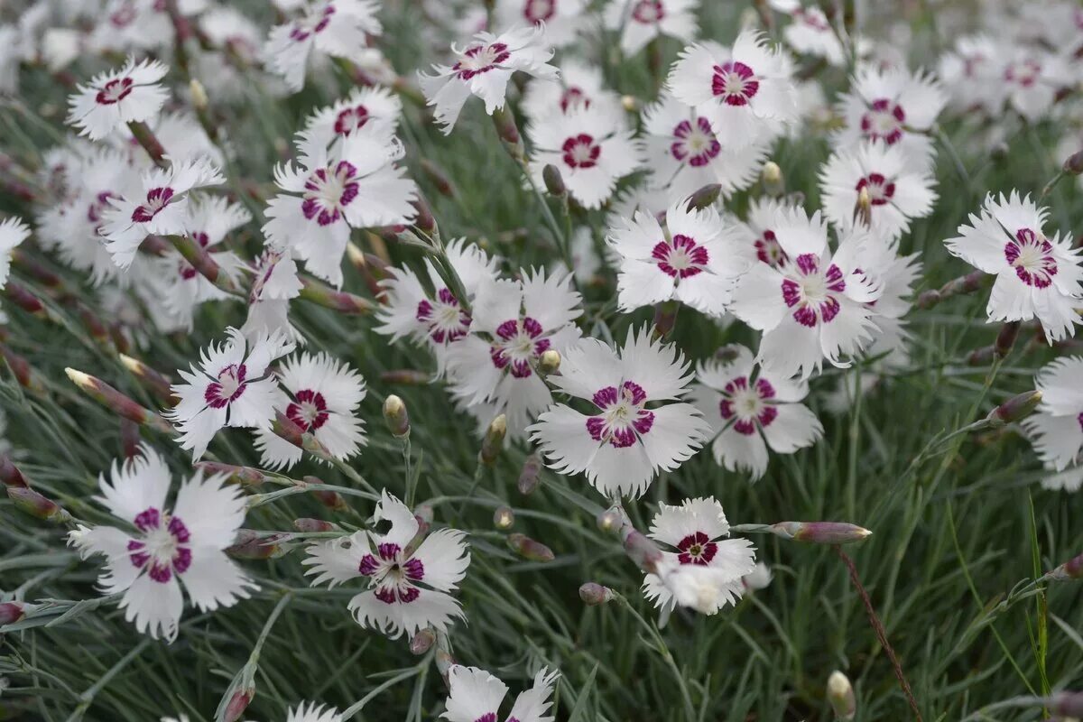 Гвоздика минске. Гвоздика перистая многолетняя. Гвоздика Dianthus plumarius. Гвоздика перистая (Dianthus plumarius `Desmond`). Гвоздика перистая махровая многолетняя.