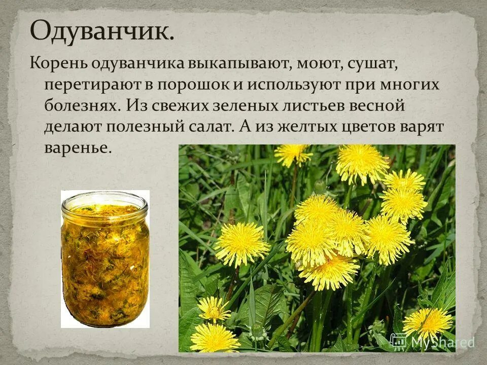 Одуванчик содержит. Корень одуванчика. одуванчик лекарственный применяется для. одуванчик лекарственный корень. чем полезен корень одуванчика.