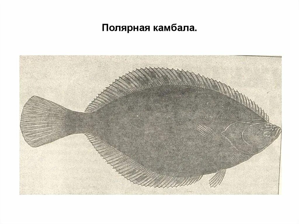 Тип окраски камбалы и ее значение