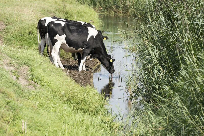 Телята пьют воду. Корова пьет воду. Корова пьет воду из реки. Корова пьет из реки. Теленок пьет воду.