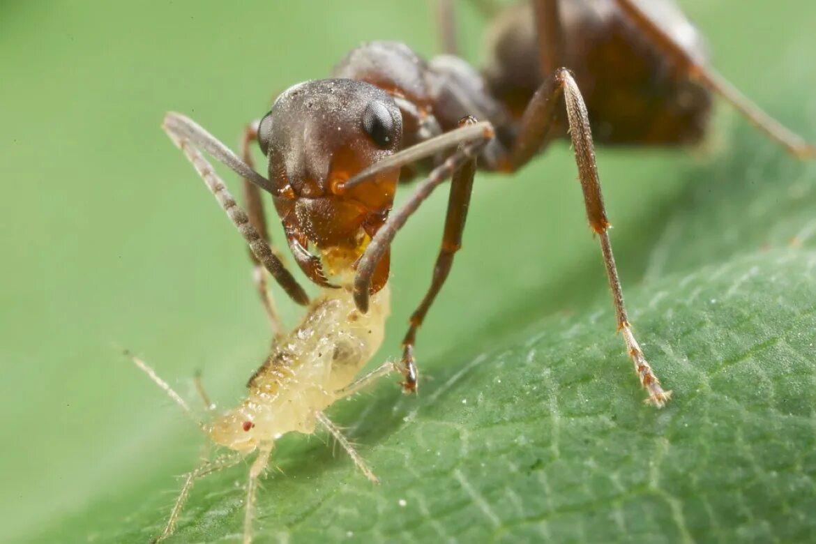 Рыжий муравей питание. Тля и муравьи. Жук листорез. Муравьи едят тлю. Садовый бледноногий муравей.