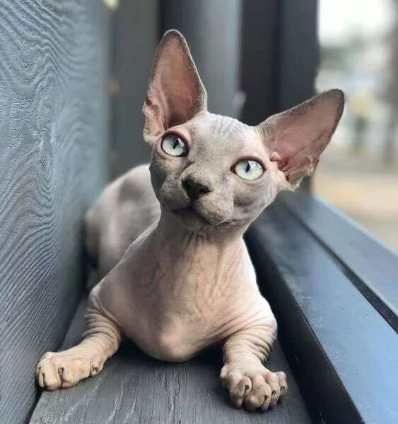 Litter D 2 * Kittens For Sale