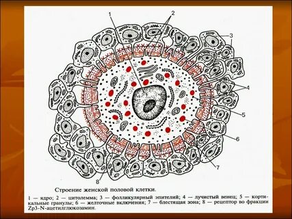 5 строение яйцеклетки