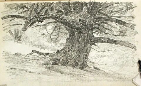 Tree adams and ben