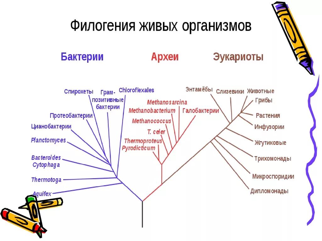 Строение филогенеза. Филогения. Филогенетическая схема. Филогенез схема. Филогения животных.