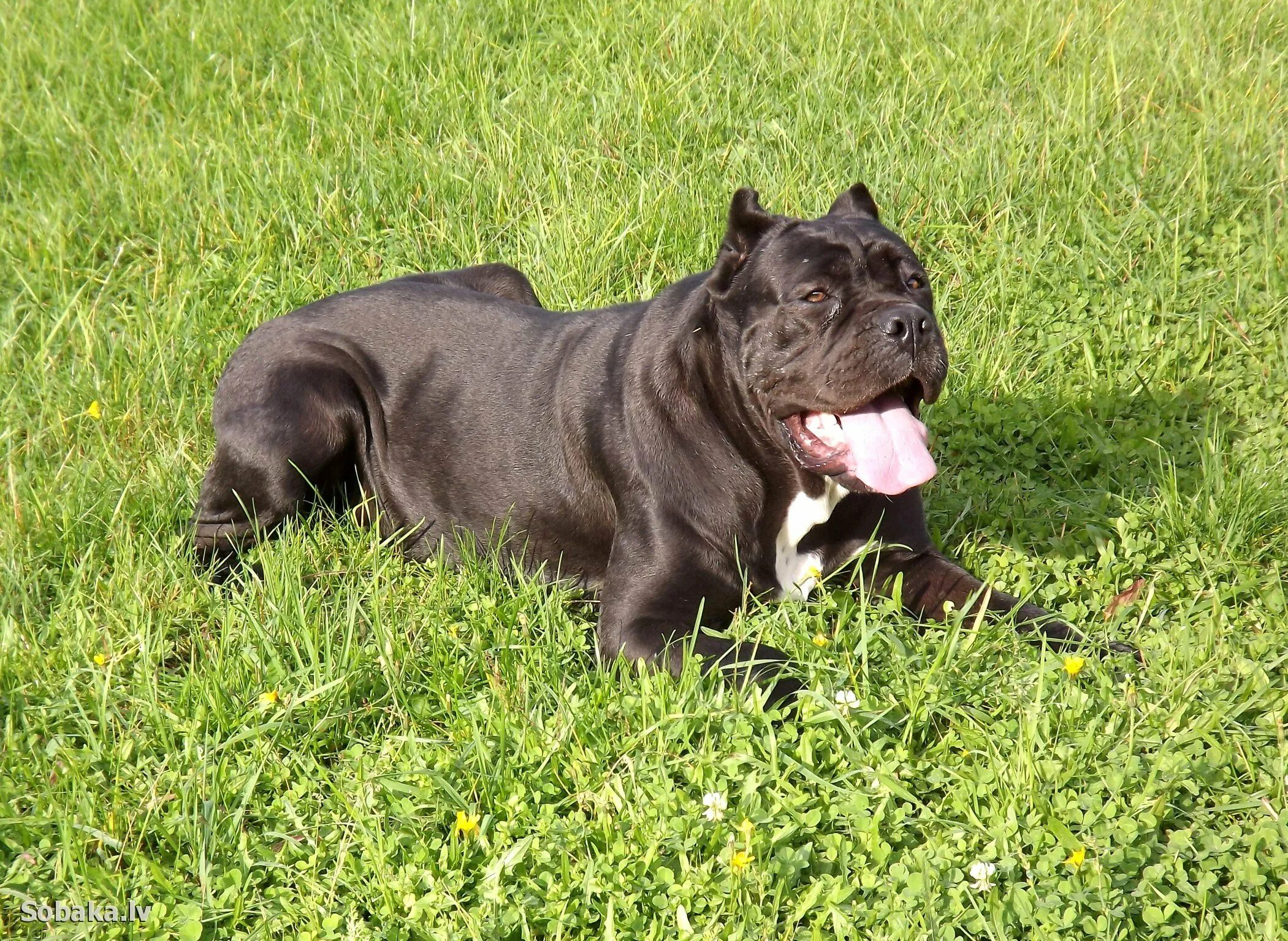 Итальянский корсо фото. Порода собак ана корса. Итальянский корсо фото. Канекор. Итальянский корсо фото.