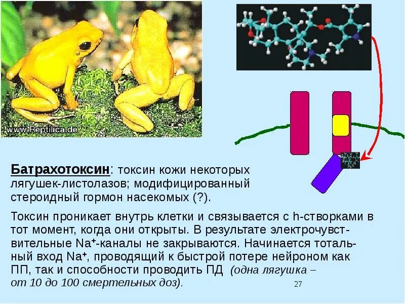 Яд батрахотоксин. Батрахотоксин лягушка. Яд батрахотоксин. Батрахотоксин это. Батрахотоксин формула.