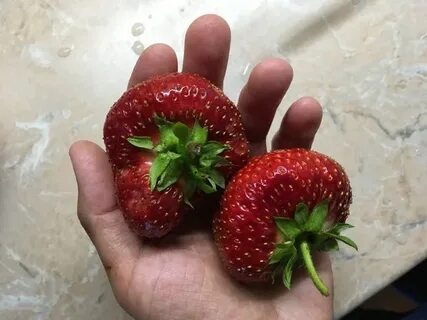 Урожайность сорта клубники гигантелла