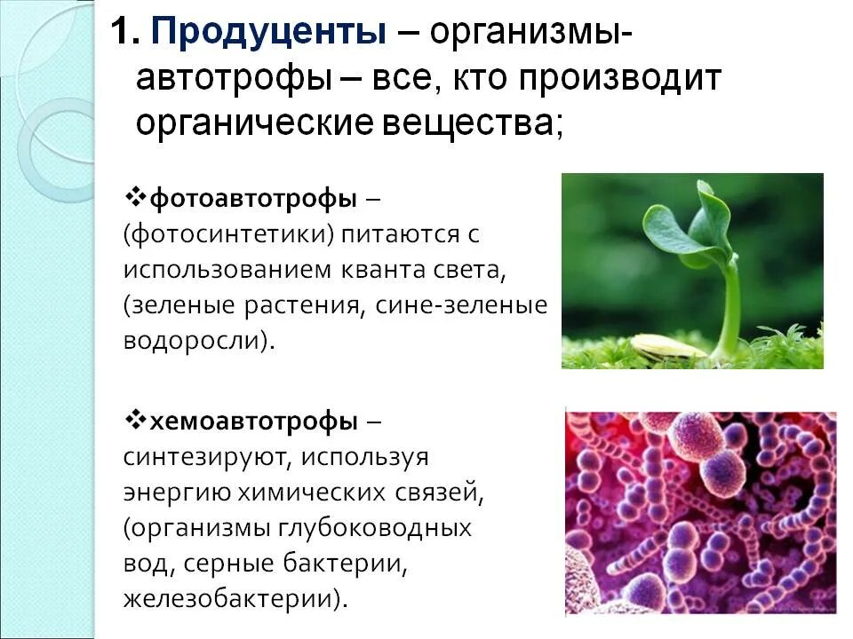 Растения являются продуцентами органических веществ. Хемоавтотрофы и гетеротрофы. Фотоавтотрофы и хемоавтотрофы. Хемоавтотрофы бактерии. Растения фотоавтотрофы.