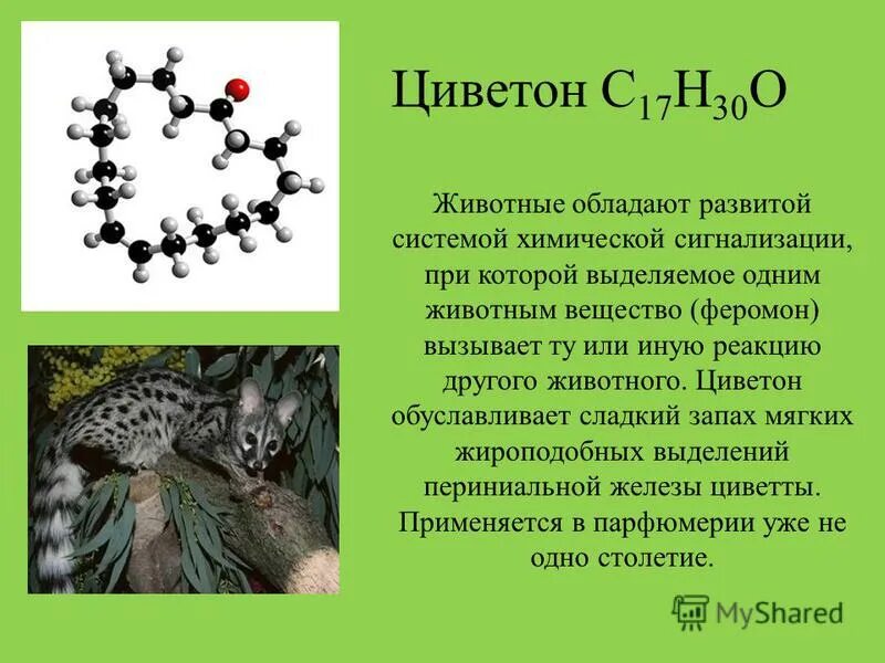 животные гетеротрофы а растения. чем обладают животные. территориальное поведение животных. чем обладают животные. слон в саванне.