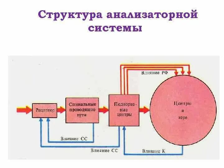 Строение системы анализатора. Физиология анализаторов общий план строения. Схема строения сенсорной системы физиология. Физиология сенсорных (анализаторных) систем.