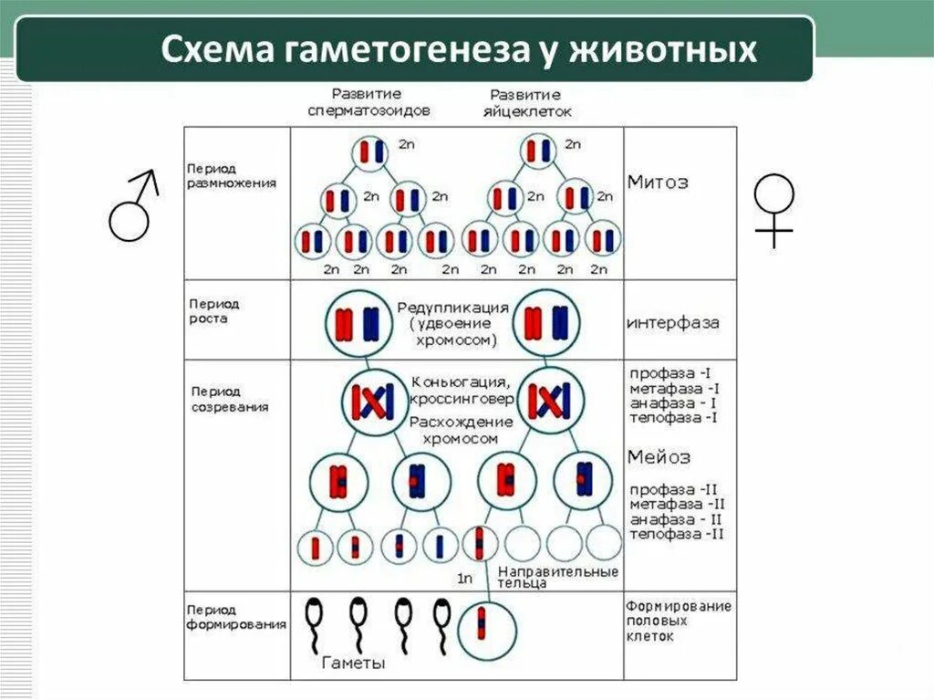 Образование гамет происходит в результате. Образование половых клеток гаметогенез таблица. Развитие половых клеток гаметогенез таблица. Образование половых клеток мейоз таблица. Процесс гаметогенеза схема.