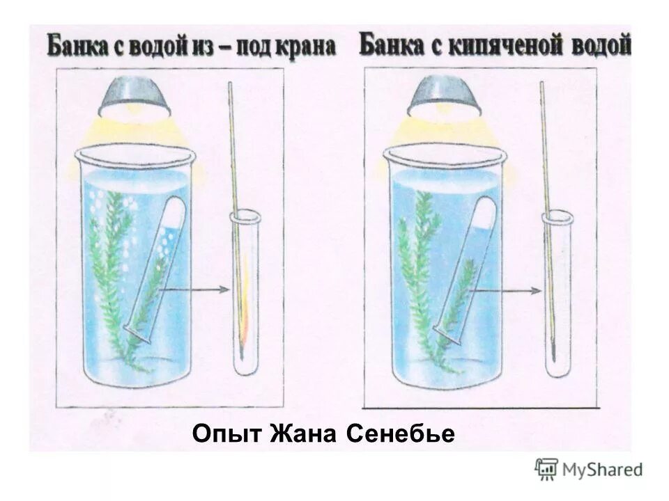 Ингенхауз фотосинтез опыты. Опыт сенебье с водными растениями. Опыты сенебье по фотосинтезу описанием. Что выделяют растения на свету. Опыт жана сенебье.