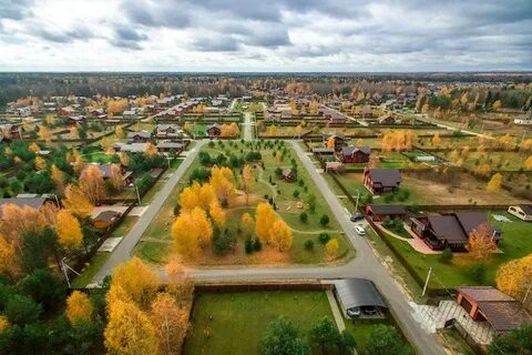 Золотые сосна владимирская область