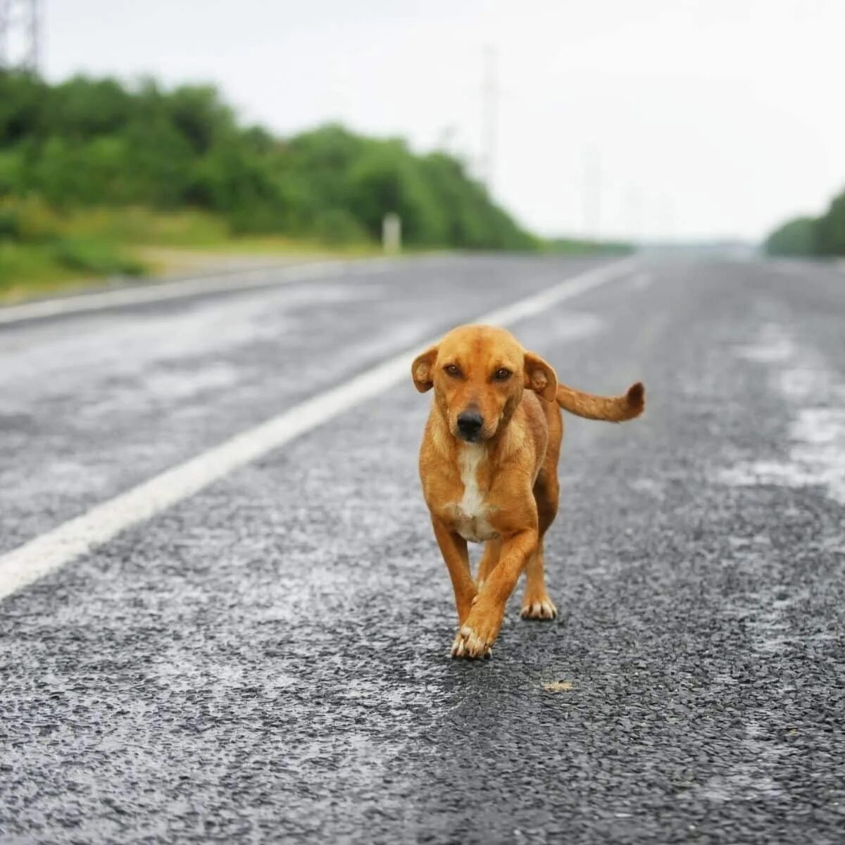 Собака бежит. Часто один взгляд собаки заменяет миллионы пустых человеческих слов. Гулять с собакой. Мемы с собаками. Иду и вижу собака.