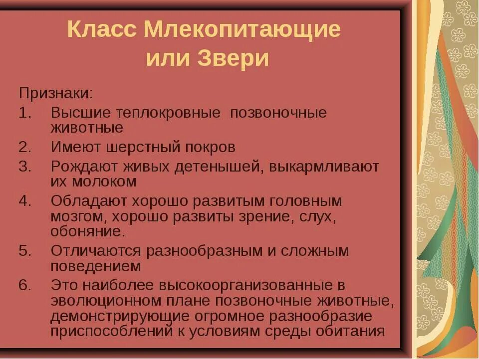 По каким признакам можно отличить млекопитающих. Признаки млекопитающих. Признаки млекопитающих животных. Признаки характерные для класса млекопитающие. Внешние признаки млекопитающих.