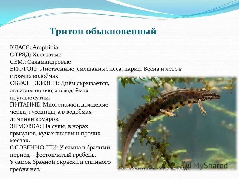 тритон обыкновенный описание. тритон сибирский углозуб. сообщение о тритоне.