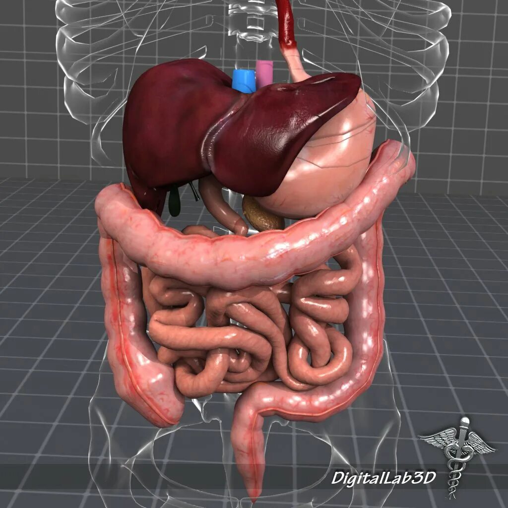 Органы желудок кишечник печень. Анатомия ЖКТ человека в 3д. Поджелудочная железа 3д анатомия. Поджелудочная железа 3д.