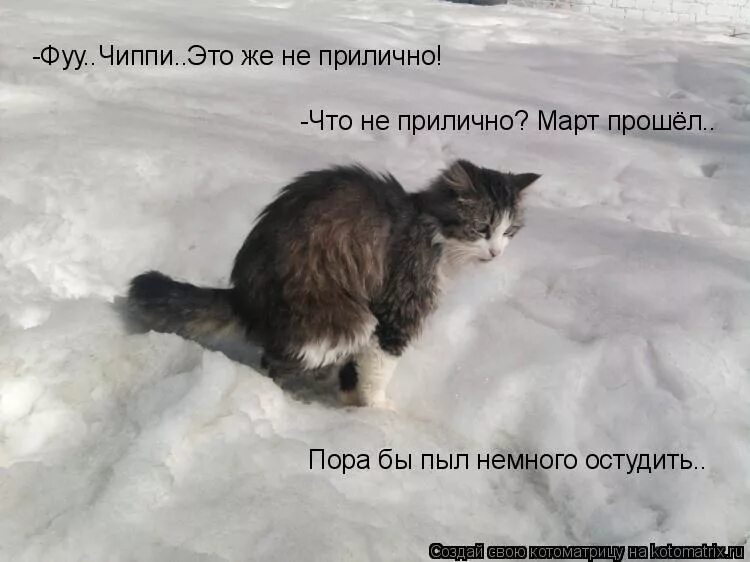 Кошки и собаки приколы. Пошли гулять картинки. Пошли гулять. Пора пройтись. Забавные кошки картинки с надписями.