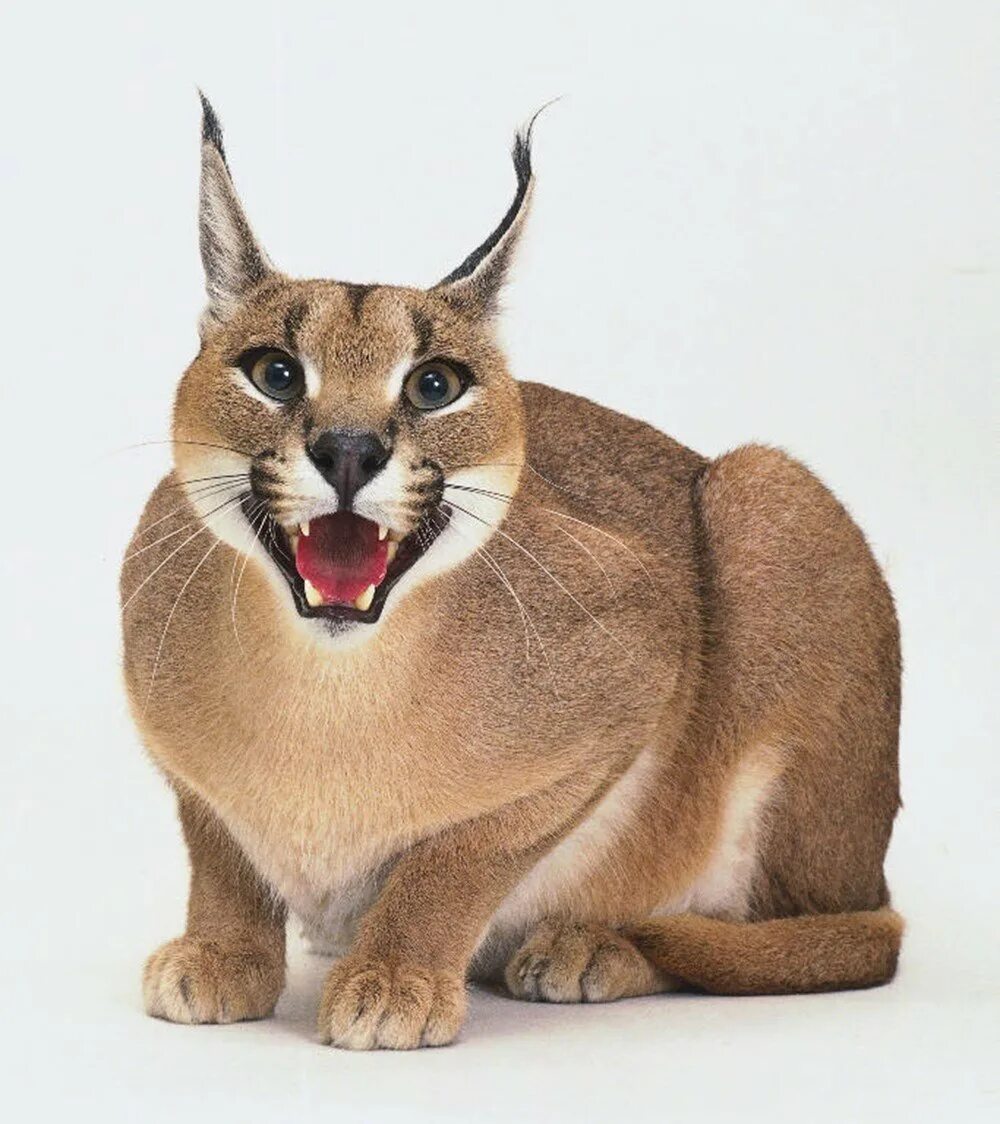 Кот породы каракал. Каракал кимбо. Вислоухий каракал. Шлепа порода. Большой шлёпа каракал.
