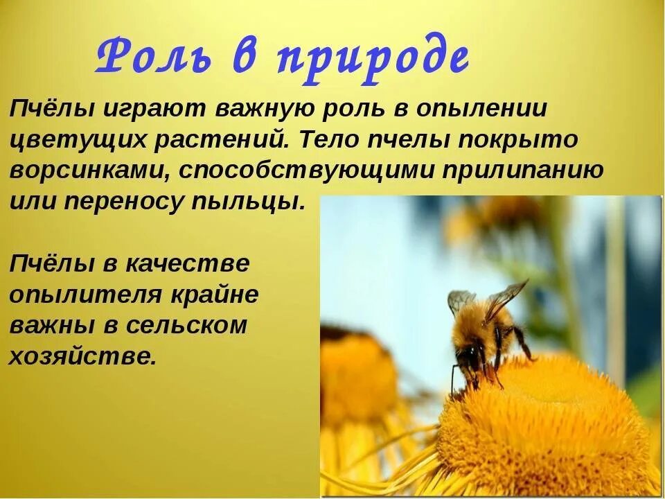 Надо ли опылять. Роль пчёл в опылении растений. Роль пчел в природе. Ролт недоносной пчелы в природе. Роль пчел в природе и жизни человека.