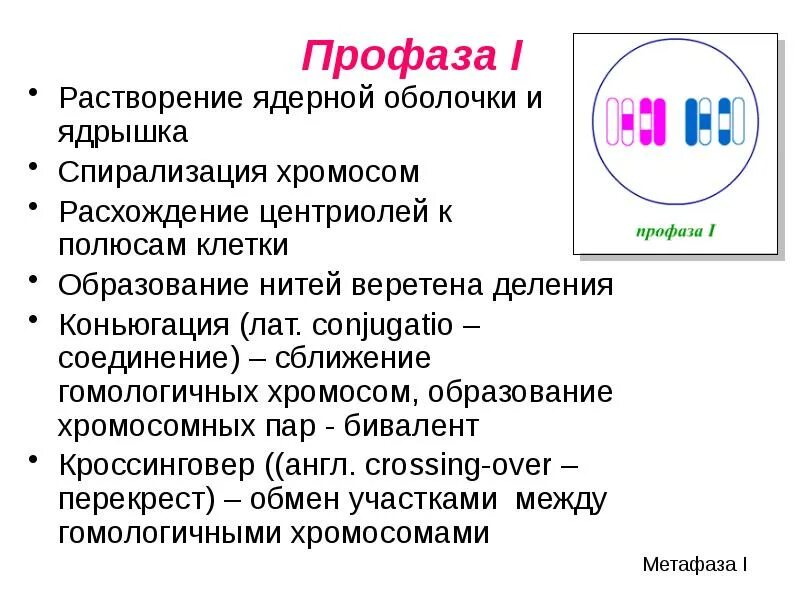 Расхождение центриолей с образованием веретена деления