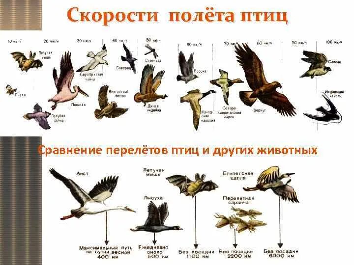 Виды полета птиц. Скорость птиц таблица. Скорость полёта птиц таблица. Виды полета птиц таблица.