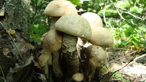 Go mushroom picking