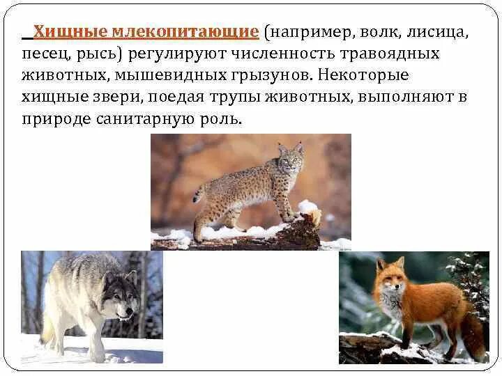 Прерывистый крик характерный для некоторых хищных. Хищные млекопитающие примеры. на кого делятся хищные млекопитающие. значение хищных млекопитающих. санитарная роль млекопитающих.