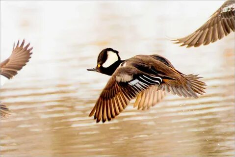 Arriving birds