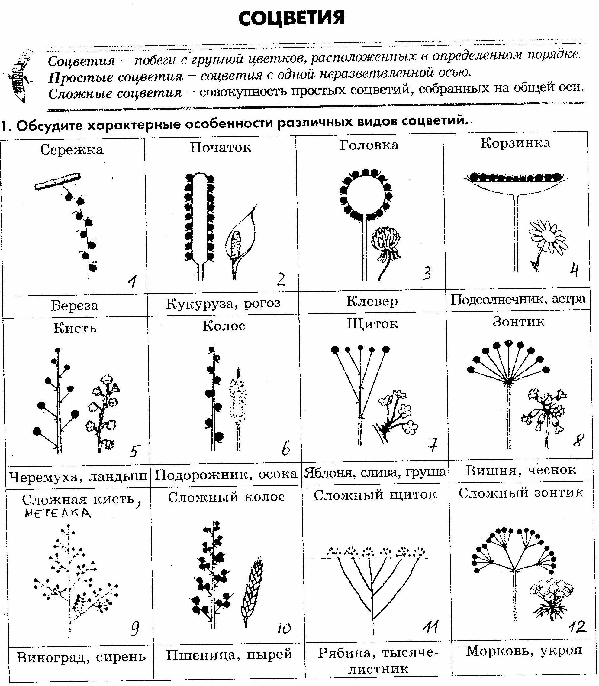 Какое из перечисленных соцветий относится к сложным. Таблица название соцветия схема. Схема 10 соцветий. Типы соцветий таблица соцветие схема растения. Схема классификации соцветий цветковых растений.