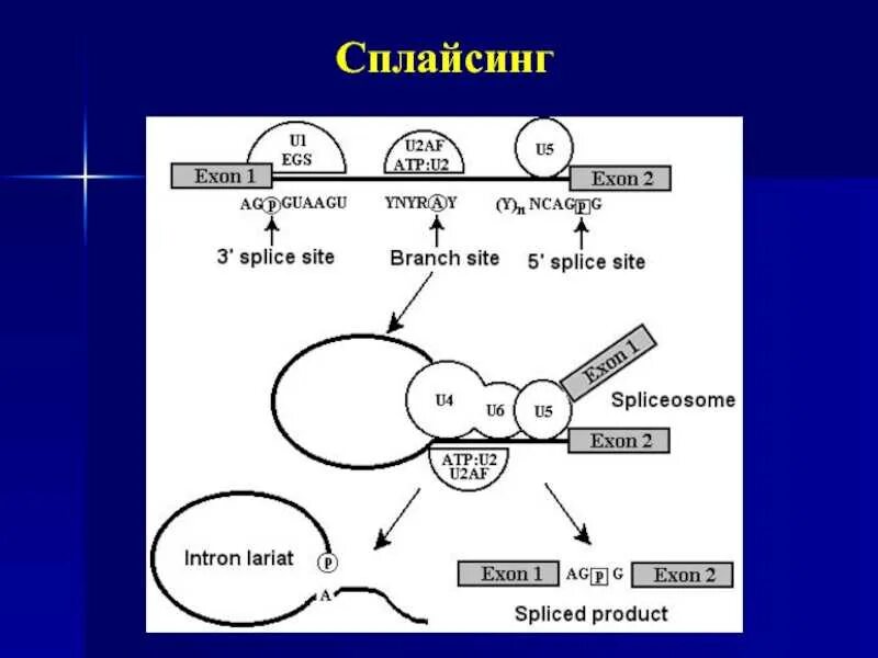 Сплайсинг эукариот. Сплайсинг генетика. сплайсинг сплайсосома. сплайсинг схема. механизм сплайсинга.