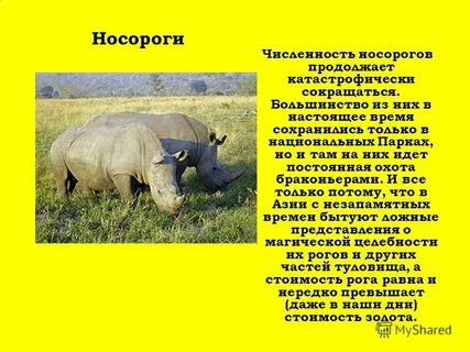 Сообщение о белом носороге