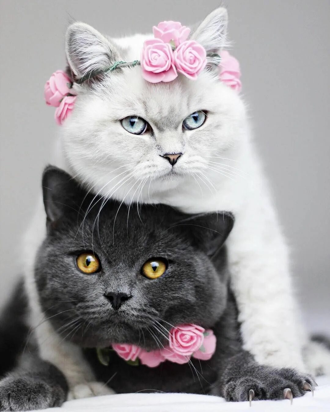 Красивые коты и кошки. Красивые коты и кошки