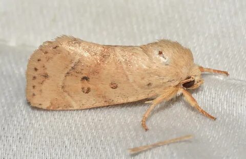 - 9815 - Cosmia calami - American Dun-bar Moth (48043812133).jpg. 