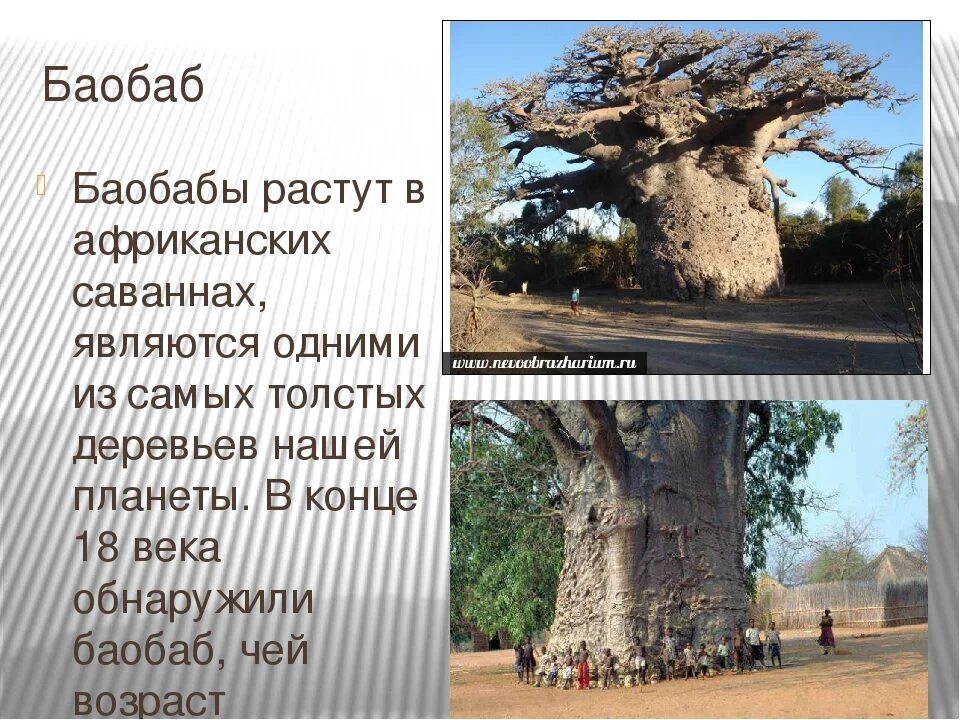 Продолжительность жизни деревьев баобаб. Долгоживущие деревья. Растения долгожители. Деревья долгожители. Средний срок жизни дуба составляет около пятьсот