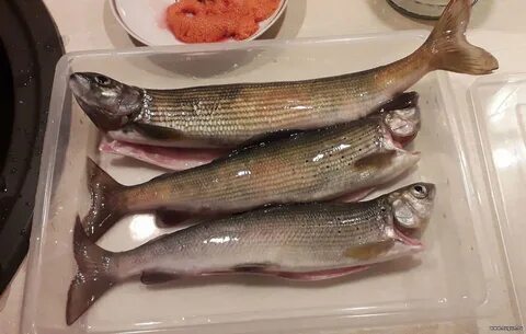Хариус вкусная рыба