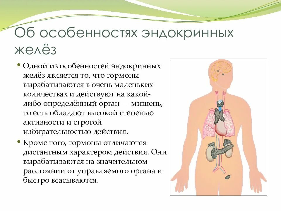 Функции эндокринная система железы внутренней секреции. Эндокринная система внешней секреции. Общее строение эндокринной системы. Общий принцип строения и функционирования желез внутренней секреции.