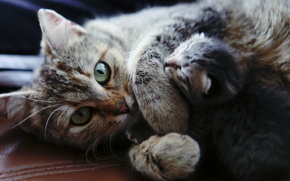 Мама кошка и котенок. Кошки для мема. Котята с мамой. Милые котята с мамой.