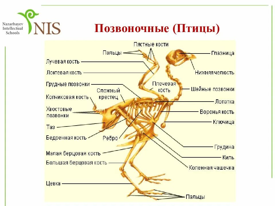 Позвоночные птицы. Скелет птицы. Позвонки птиц.