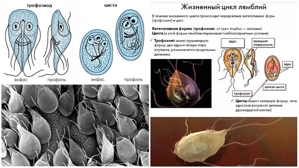 Стадии жизненного цикла цисты